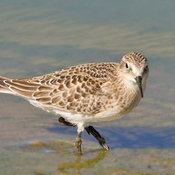Baird's Sandpiper